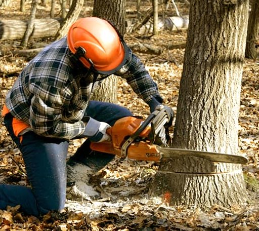 Tree Removal in Fine, NY